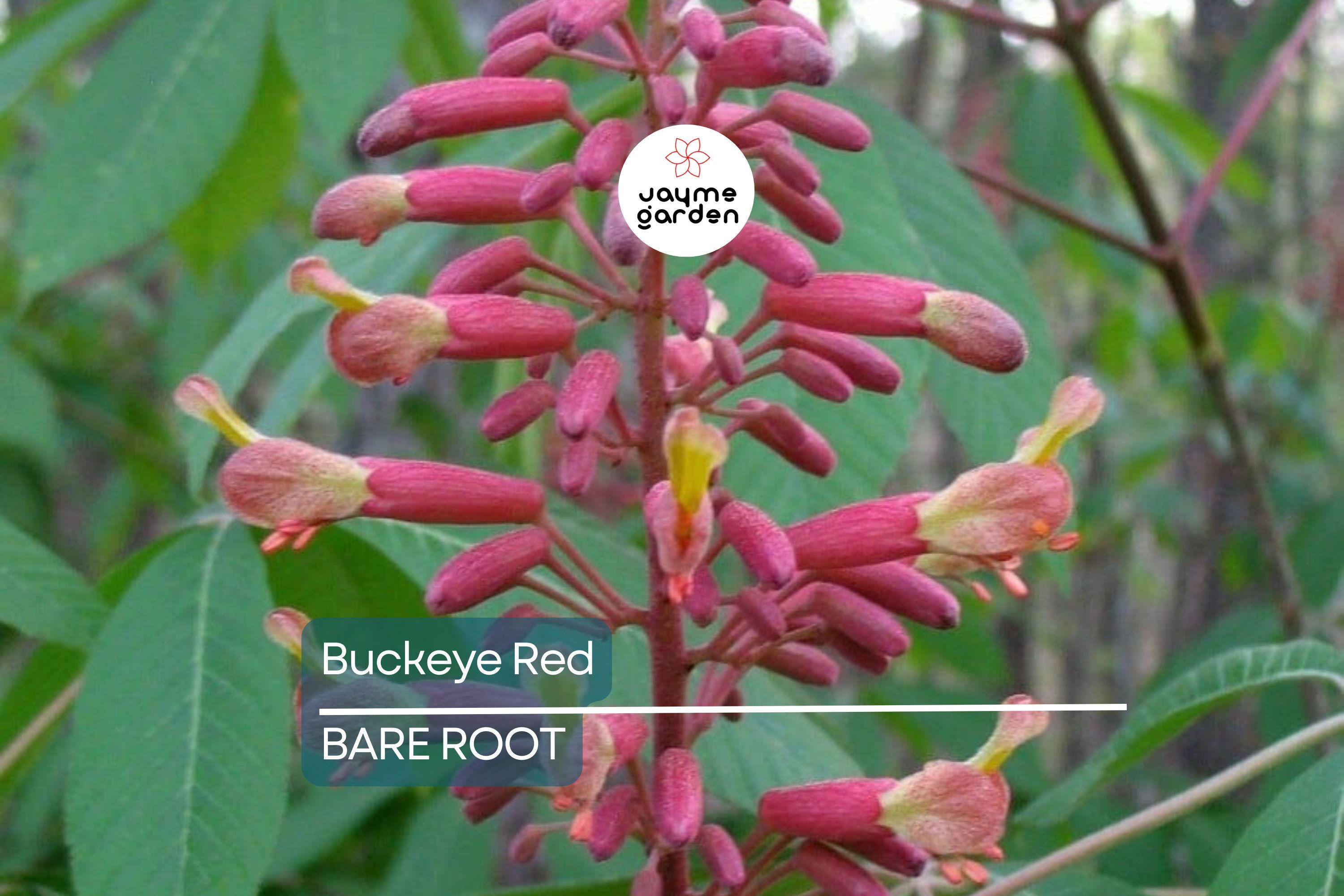 2 Buckeye Red Tree Bare-root, Stunning Red Spring Blooms, Oval Shape, Great Specimen Tree, Early Foliage, Zones 4-8