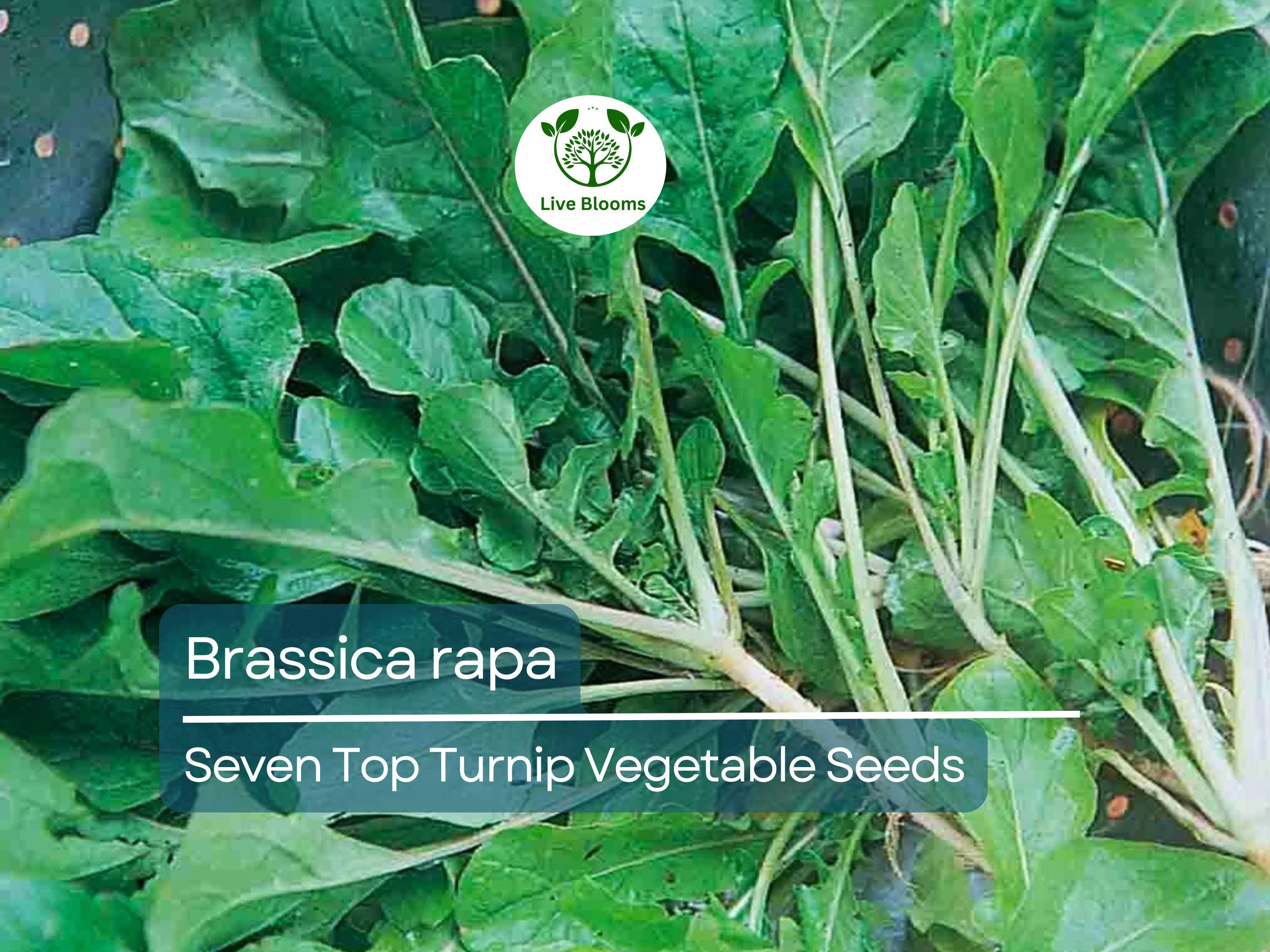 1000 mg Turnip Seven Top Seeds - Brassica rapa | Heirloom Leafy Green Turnip Seeds for Planting, Gardening & Fresh Greens Harvest