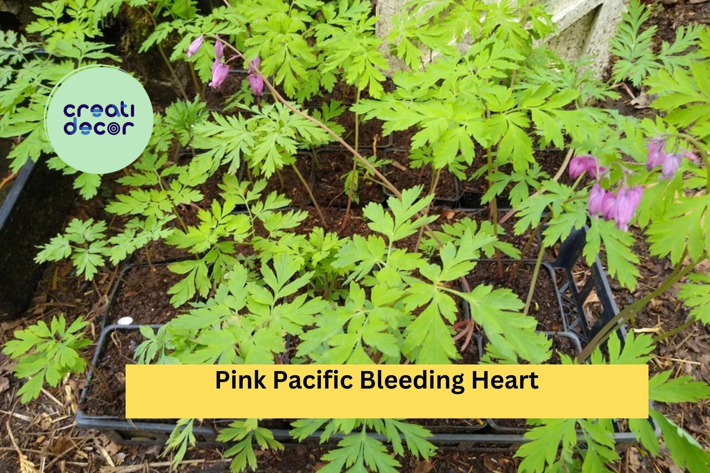 5 Pink Bleeding Heart Plants – Dicentra spectabilis Live Bare Root Perennial Wildflowers with Heart-Shaped Blooms for Shade Gardens