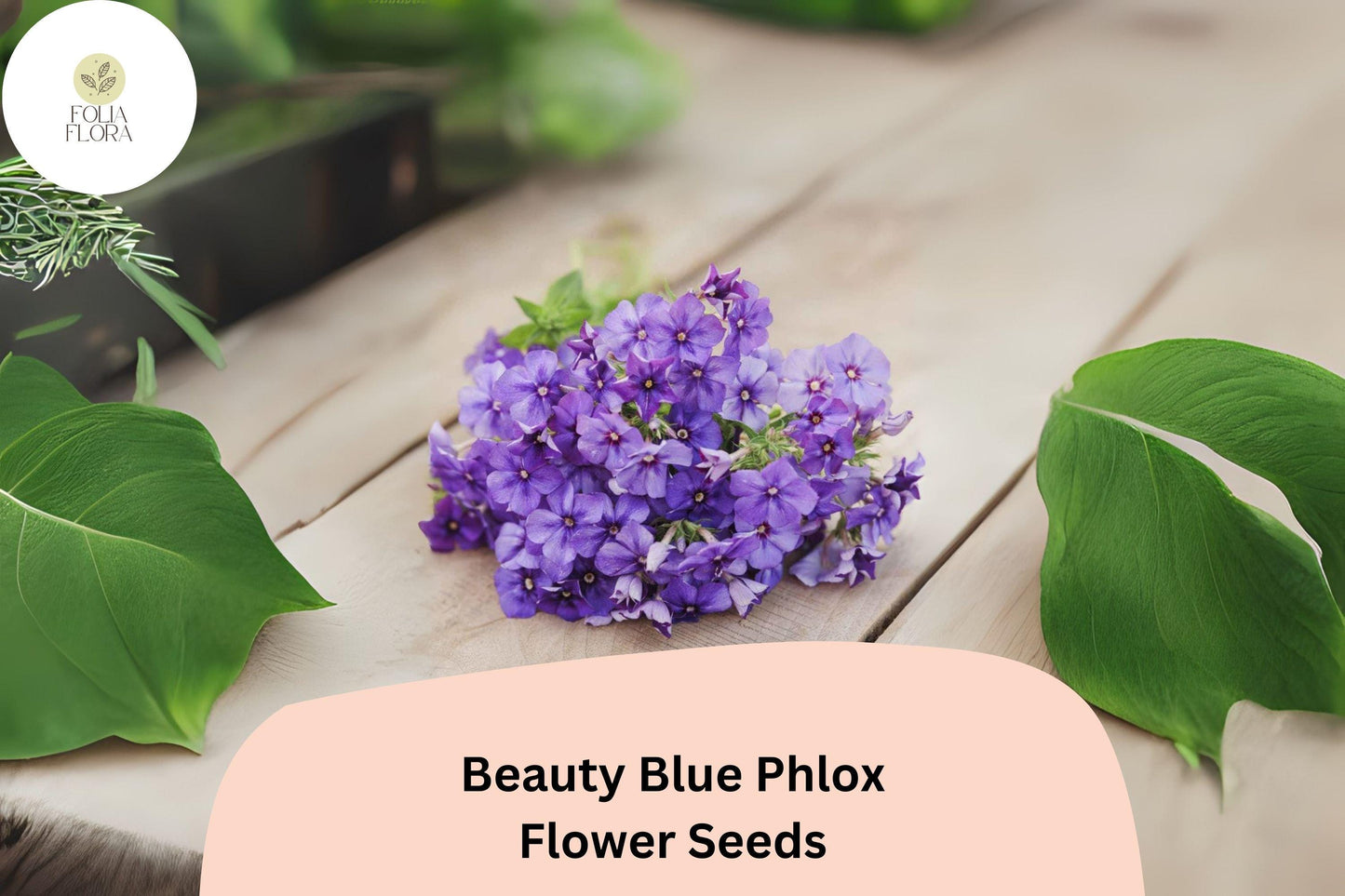 100+ Beauty Blue Phlox Seeds – Perennial Garden Flowers, Phlox paniculata