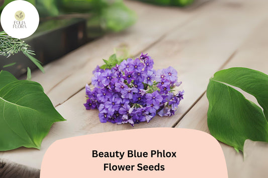 100+ Beauty Blue Phlox Seeds – Perennial Garden Flowers, Phlox paniculata