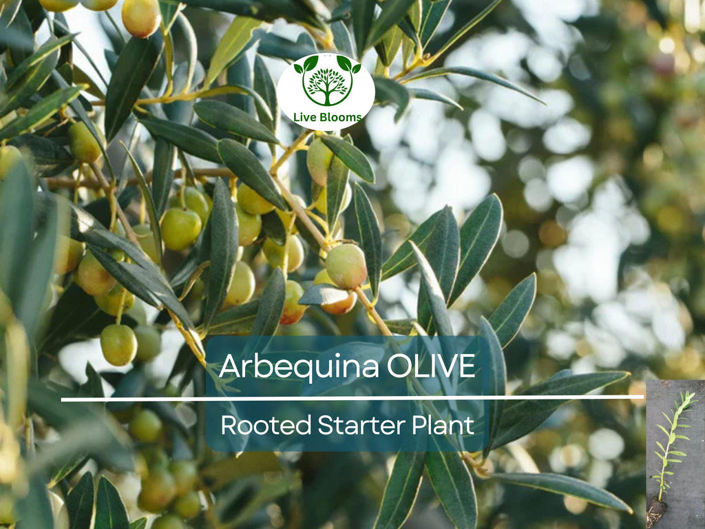 1 Olive Tree "Arbequina" Starter Plant 5-6" Long| Olea europaea | Drought Tolerant, Easy to Grow | Perfect for Garden & Container