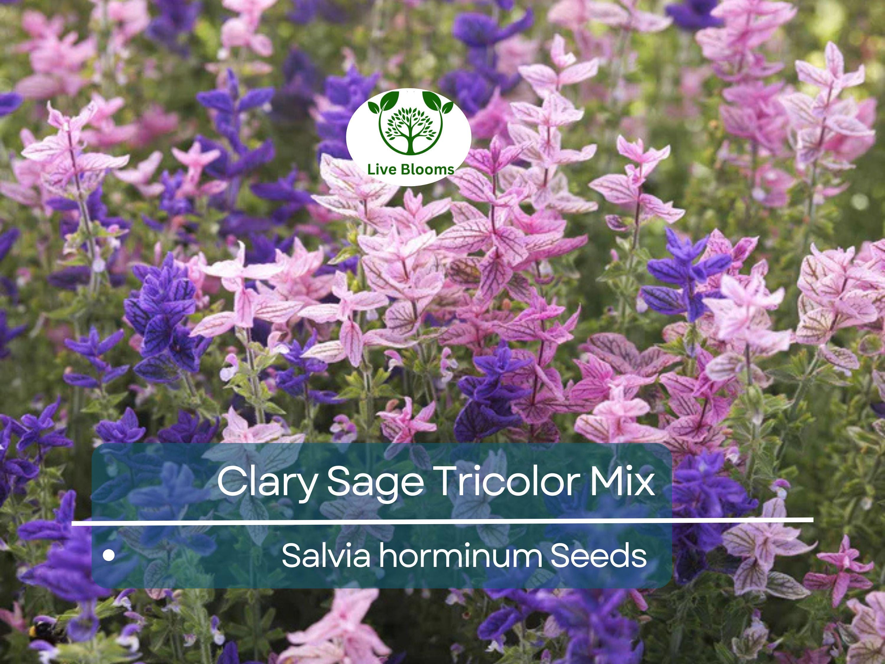 75 Clary Sage Tricolor Mix Seeds, Painted Sage, Native Wildflower, Non-GMO, Vibrant Garden Blooms, Pollinator-Friendly