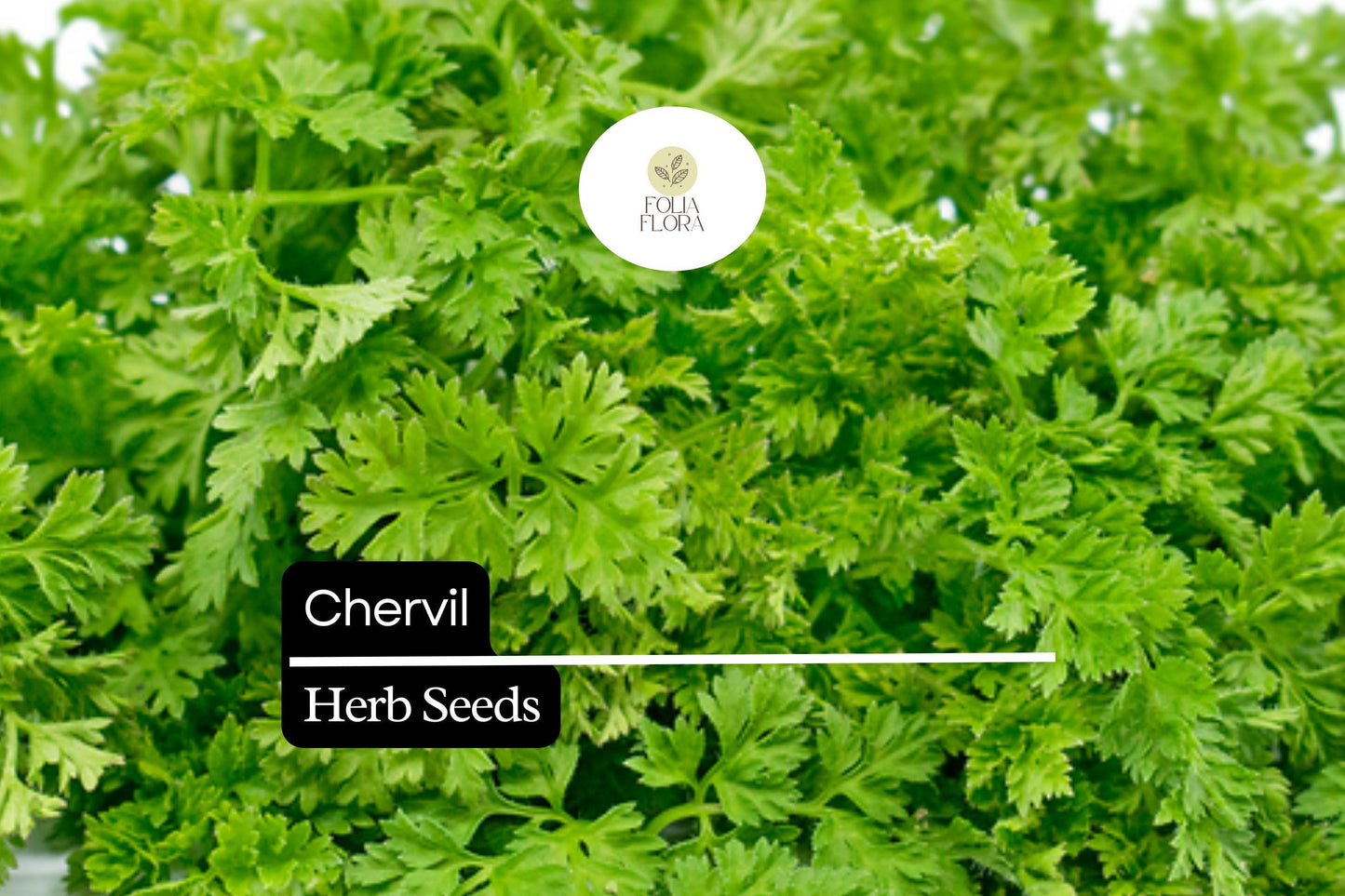 400 Seeds Chervil (Anthriscus cerefolium) – Aromatic Herb for Cooking and Garnishing