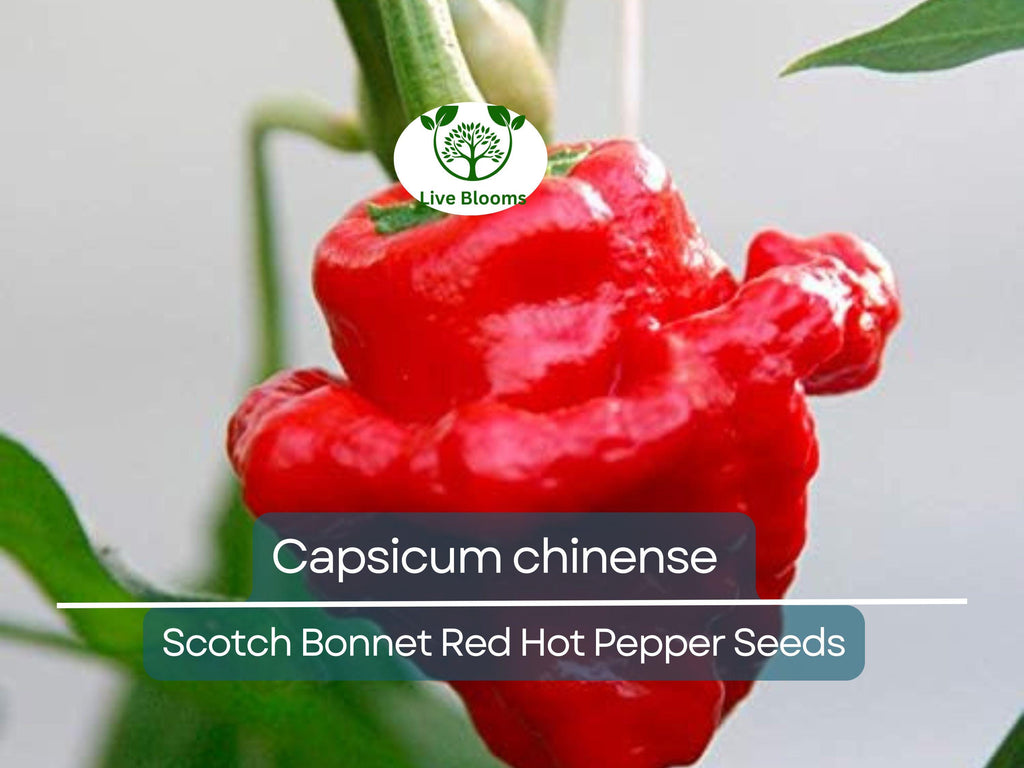 30 Seeds Scotch Bonnet Red Hot Pepper (Capsicum chinense) - Super Spicy, Habanero-Style, Caribbean Hot Pepper for Planting