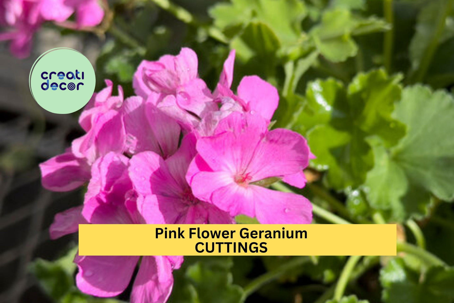 30 Pink Geranium Cuttings – 6" Unrooted Pelargonium Stems | Hardy Fragrant Flowering Plant for Pots, Borders, or Hanging Baskets