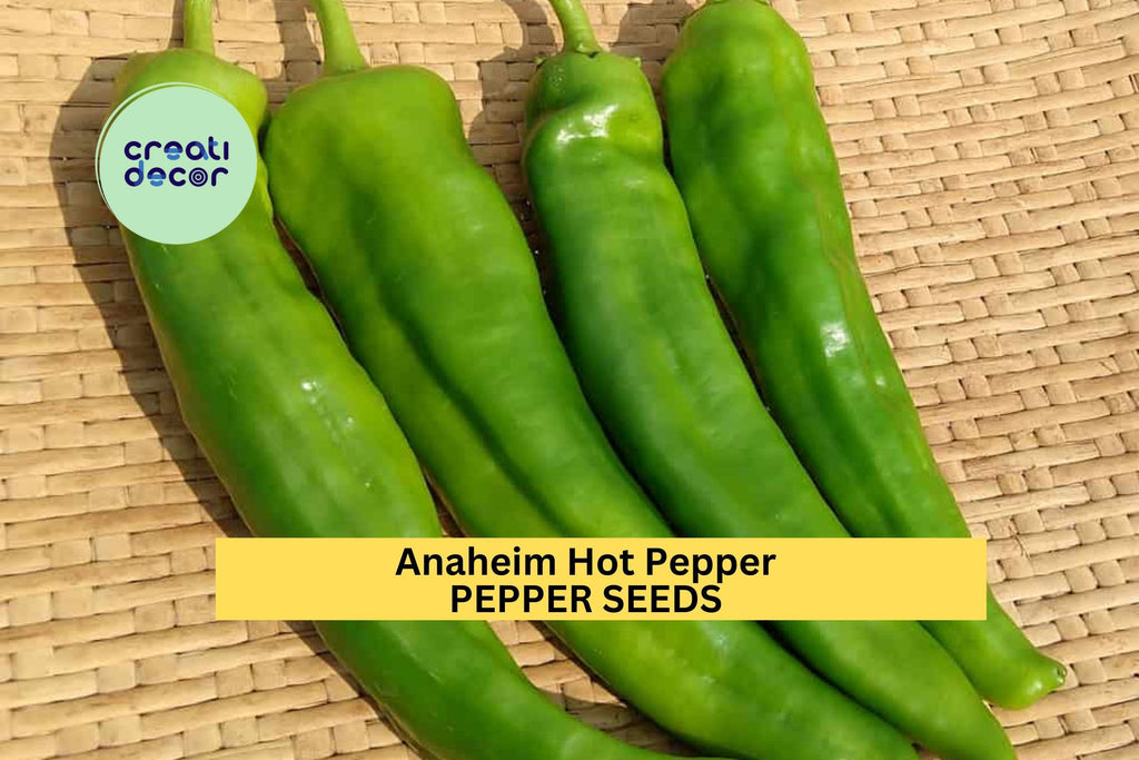 3pcs of 300mg Anaheim Hot Pepper Seeds – Mild Chili Peppers for Roasting, Salsa, and Home Vegetable Garden Growing Seeds for Planting