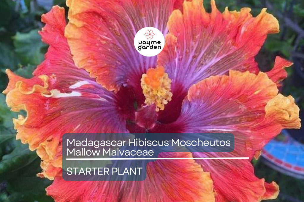 Madagascar Hibiscus Hibiscus Moscheutos Live Starter Plant 3–5 Inches, Mallow Malvaceae – Free US Shipping