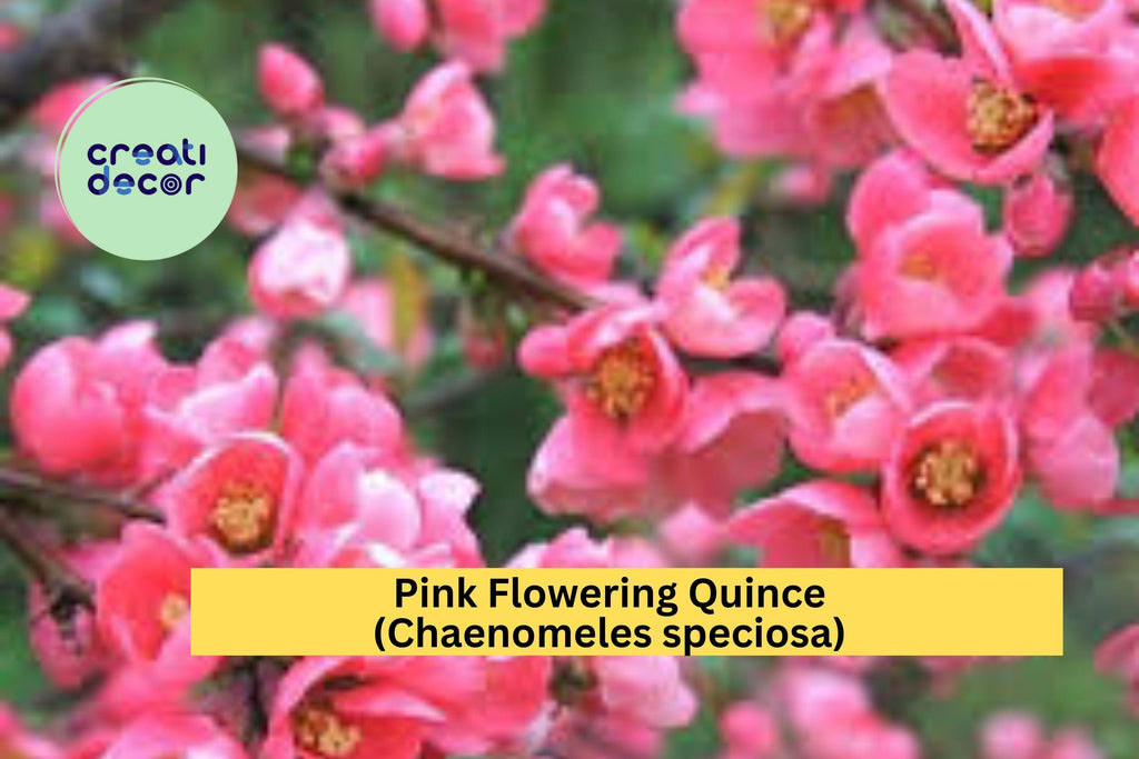 Pink Flowering Quince | Chaenomeles speciosa | Live Bare Root Sapling | Ornamental Spring Blooming Shrub