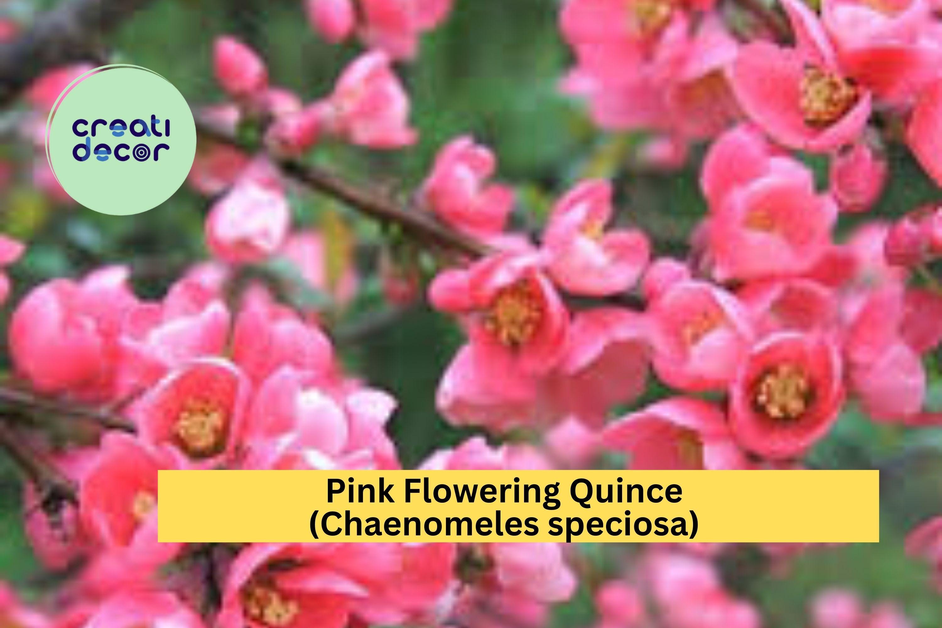 Pink Flowering Quince | Chaenomeles speciosa | Live Bare Root Sapling | Ornamental Spring Blooming Shrub