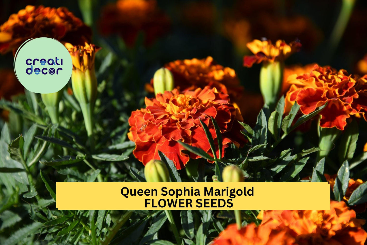 25+ Queen Sophia Marigold Seeds – Compact French Marigold with Gold-Red Blooms for Garden Planting, Great for Borders – USA