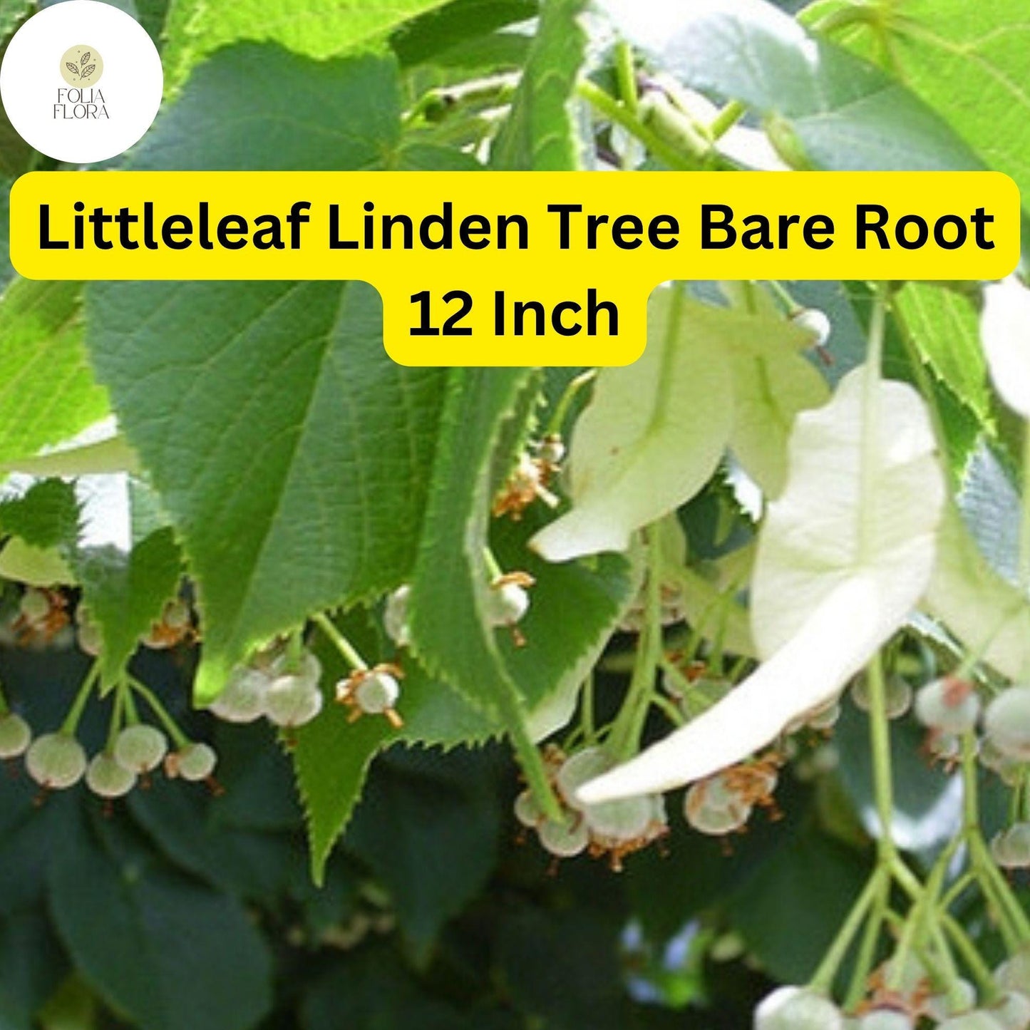 1 Tilia cordata Littleleaf Linden Tree - Live Bare Root Plant 12 Inch for Zones 3-7 - Hardy Shade & Ornamental Tree