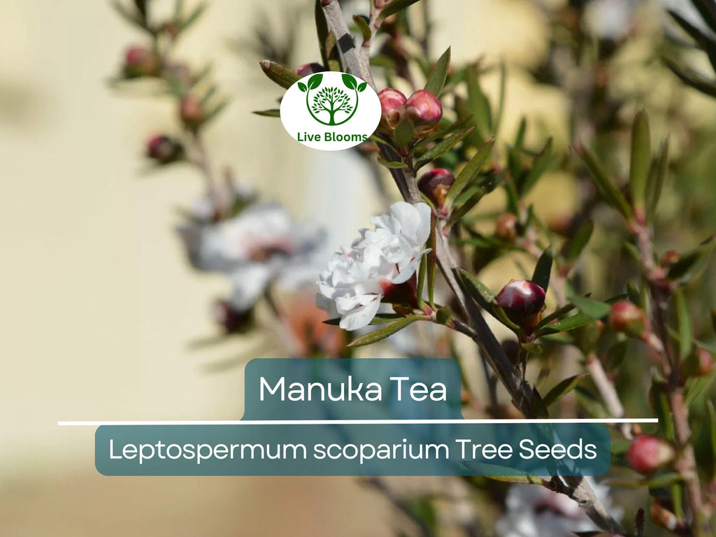 100 Manuka Tea Tree Seeds (Leptospermum scoparium), Honey Bush, New Zealand, Grow Your Own Manuka Honey, Hardy & Aromatic