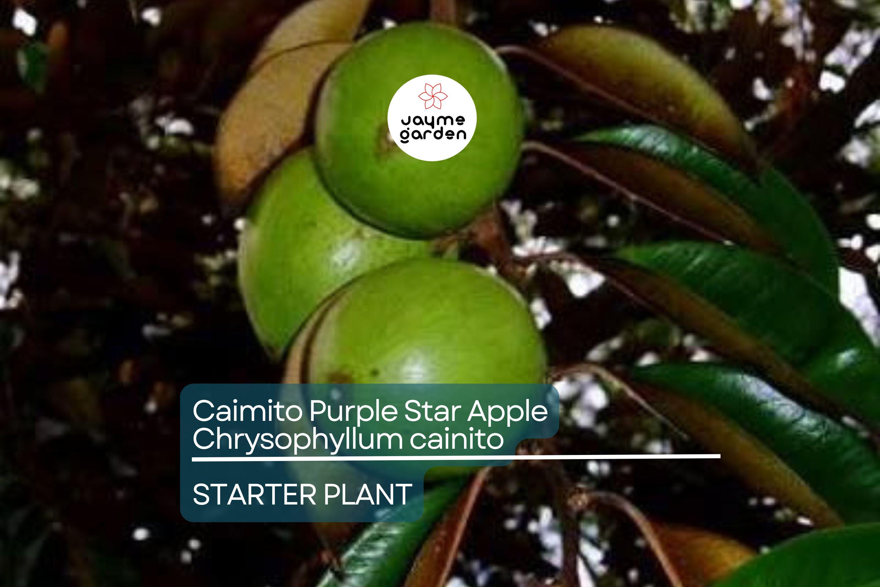 Caimito Purple Star Apple Tree | 3-6" Live Seedling | Exotic Tropical Fruit Plant in 2.5" Pot | Chrysophyllum cainito