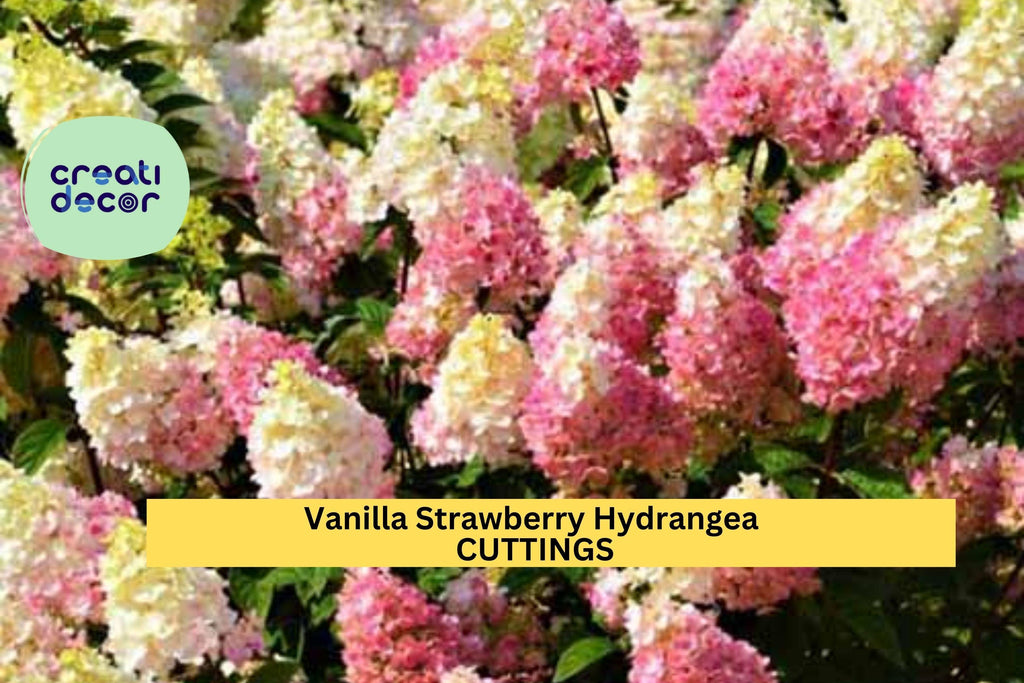 6 Vanilla Strawberry Hydrangea Cuttings | 4 + 2 Bonus Unrooted Stems | Panicle Flowering Shrub/Tree | Stunning Pink-White Blooms
