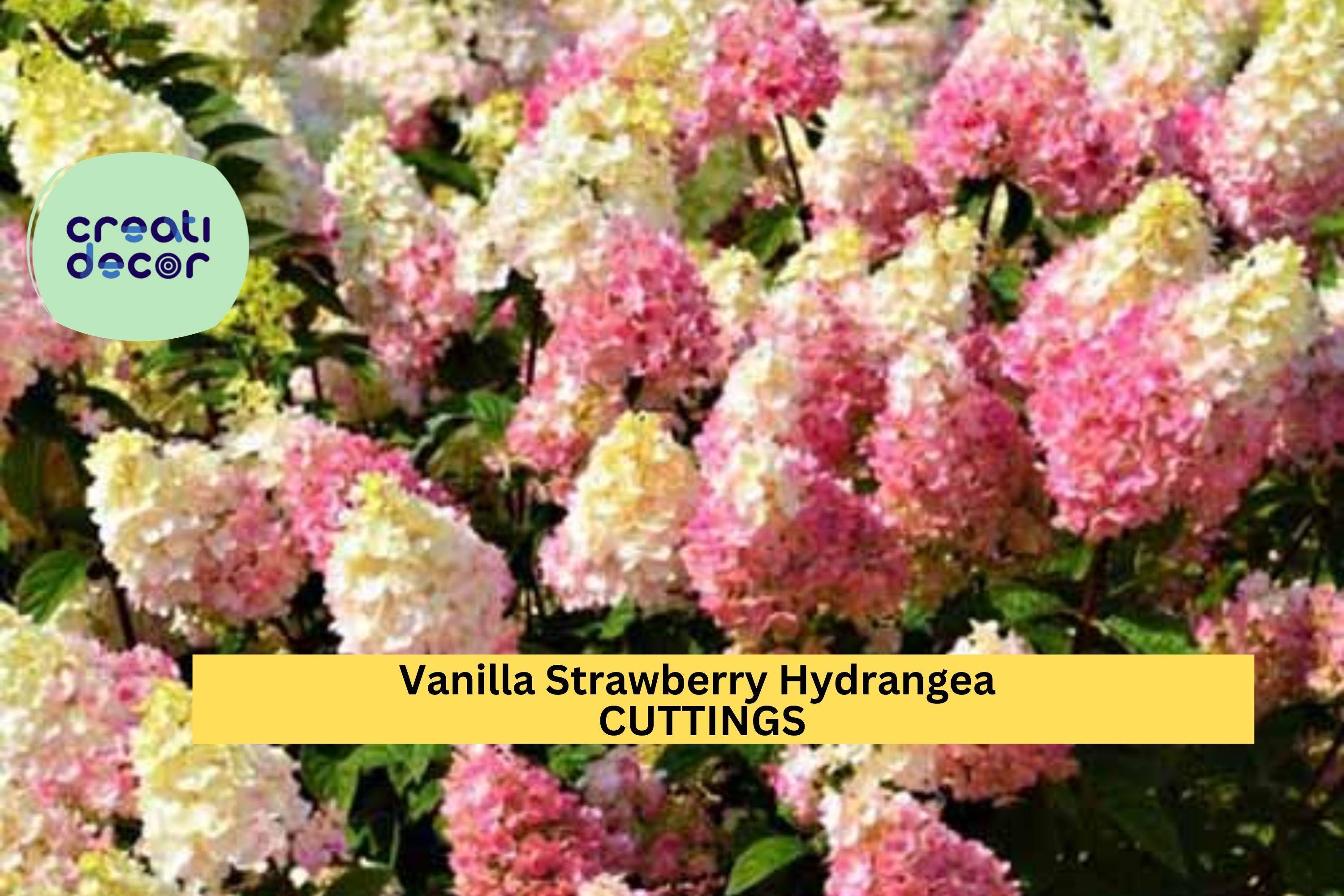 6 Vanilla Strawberry Hydrangea Cuttings | 4 + 2 Bonus Unrooted Stems | Panicle Flowering Shrub/Tree | Stunning Pink-White Blooms