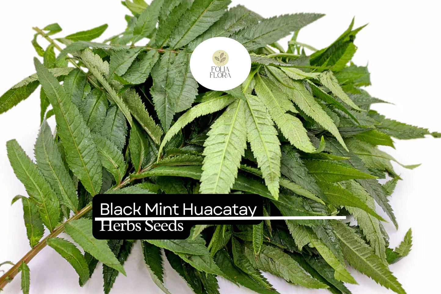 100mg Black Mint Seeds Tagetes minuta Huacatay | Aromatic Herb, Non-GMO, Culinary Uses, Easy to Grow, Unique Flavor, Annual