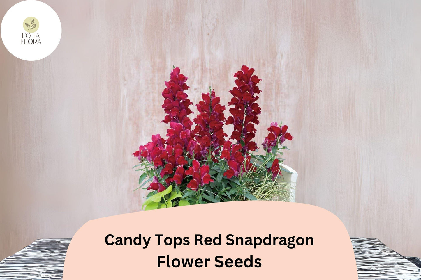 Candy Tops Red Snapdragon Seeds (Antirrhinum majus) | 1000+ Seeds | Compact, Bold Red Blooms for Garden & Containers