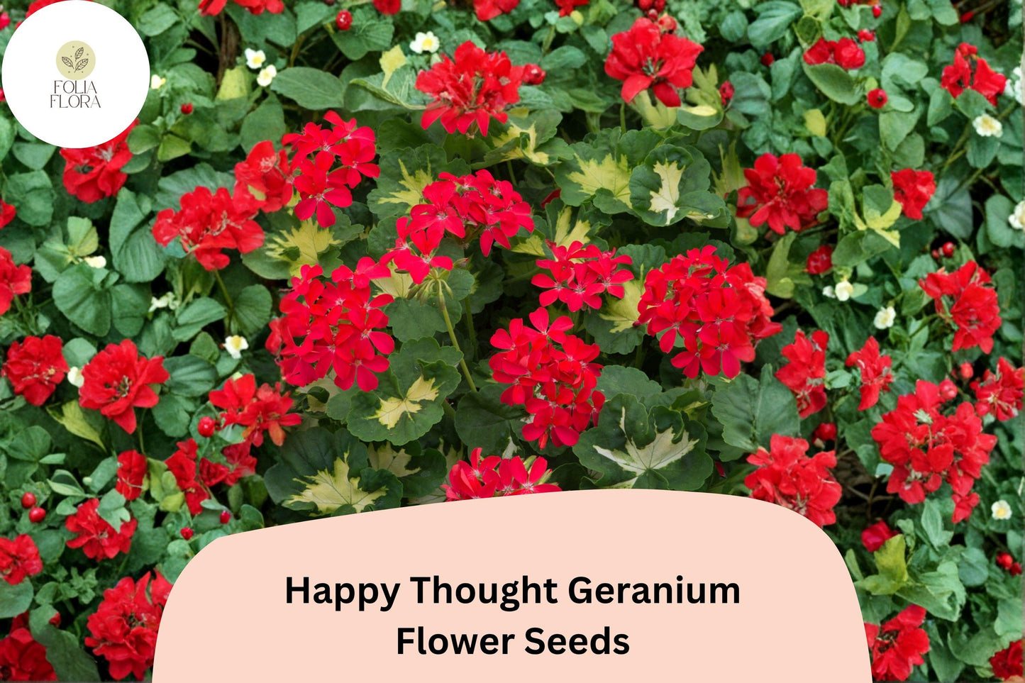 25+ Happy Thought Geranium Seeds | Zonal Pelargonium | Bright Garden Flower Seeds