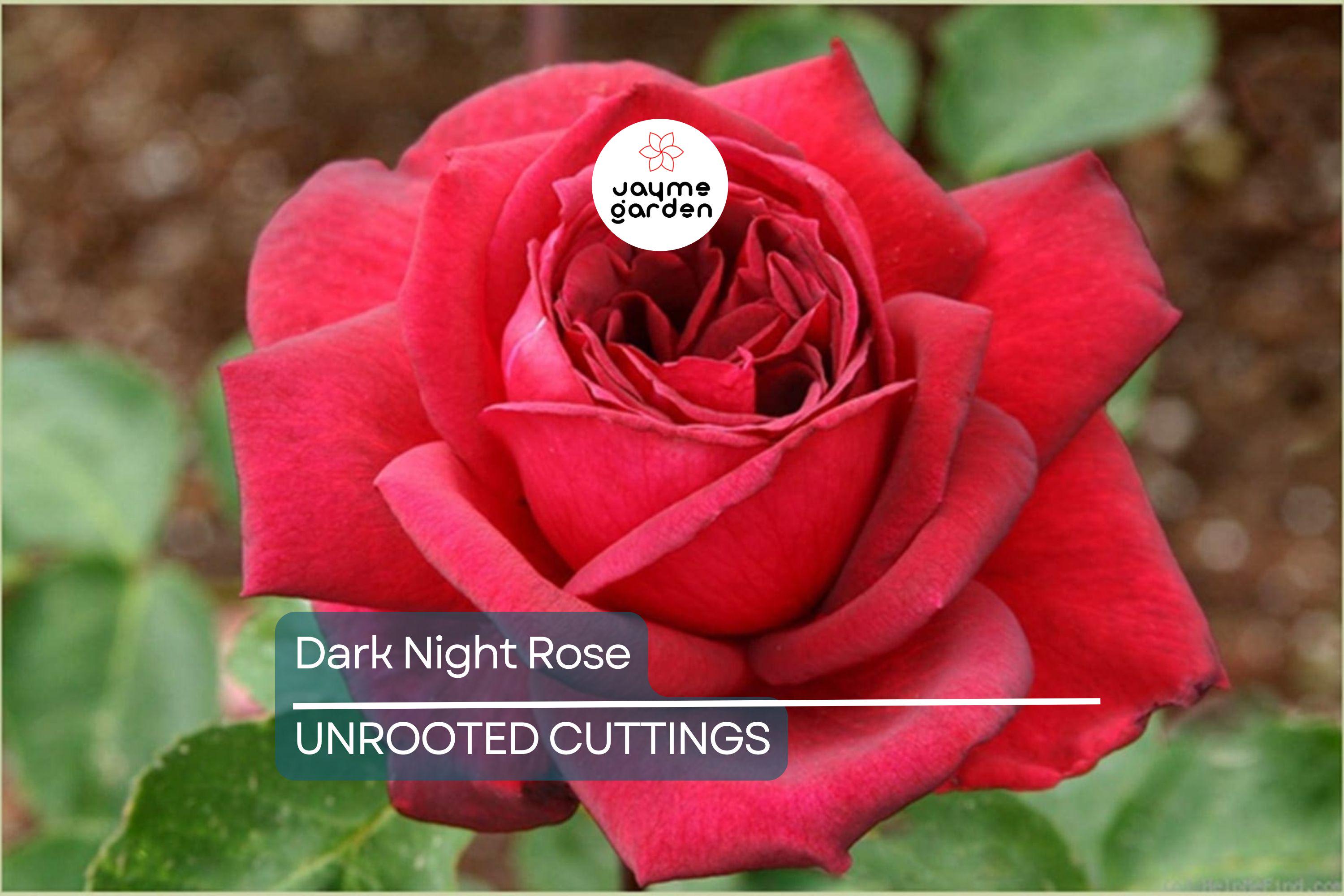 4 Dark Night Rose Cuttings Red & Pink Blooming Bush Perennial (6” Tall)