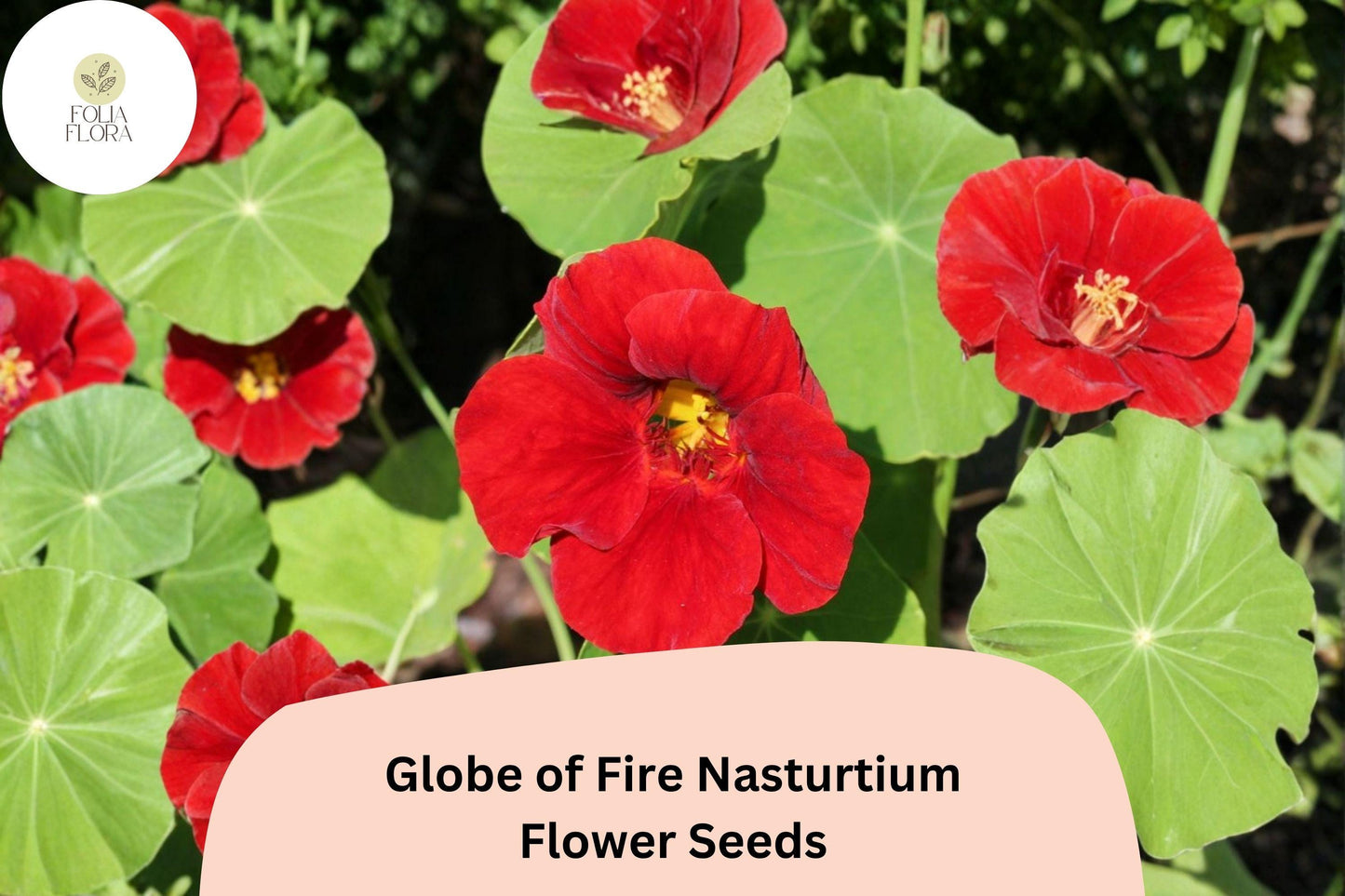 50+ Globe of Fire Nasturtium Seeds | Tropaeolum majus | Bright Red-Orange Blooms