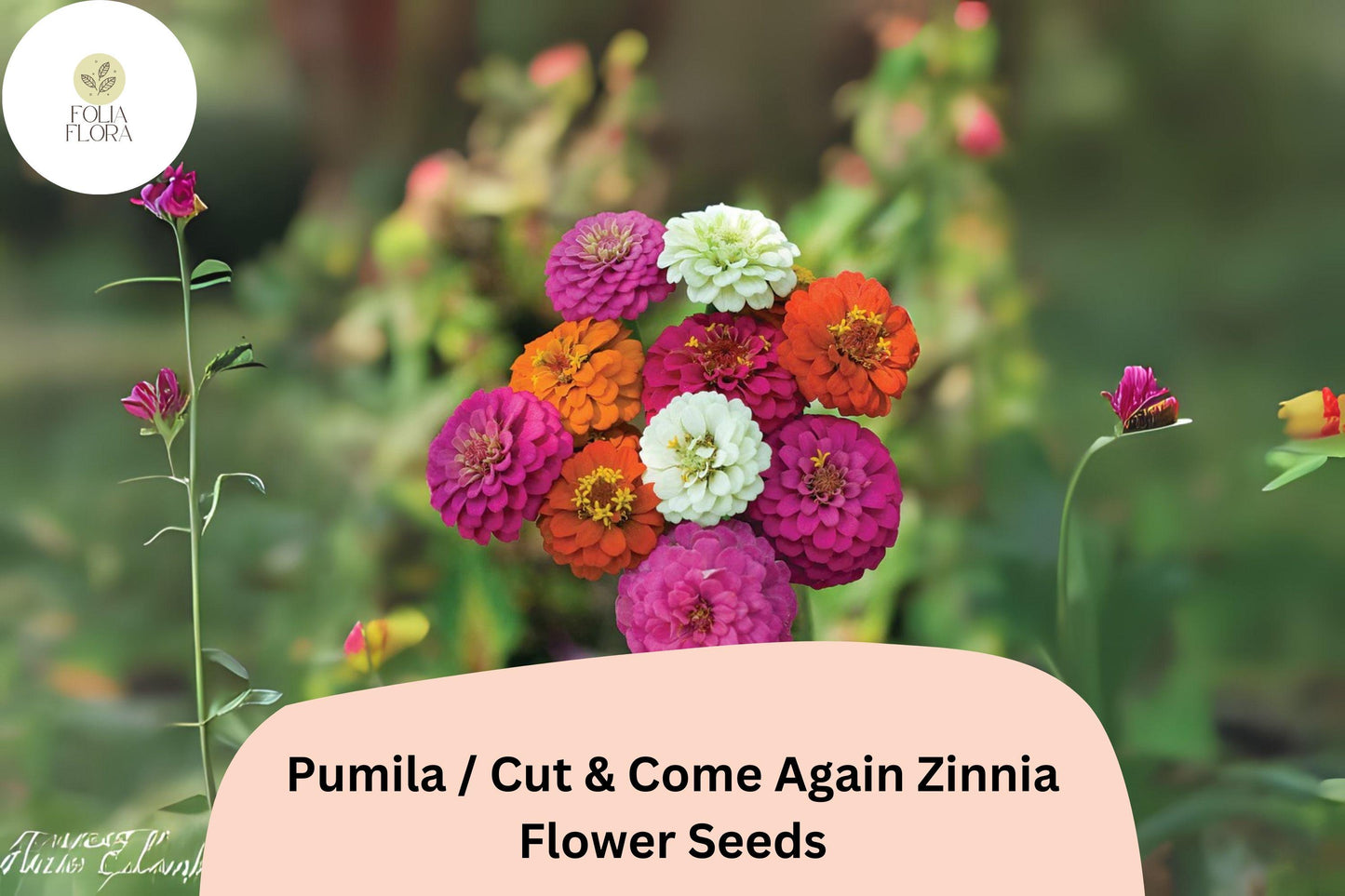 100+ Pumila Zinnia Seeds | Cut & Come Again Mix | Colorful Easy Annual Flowers | Pollinator Friendly Garden Blooms