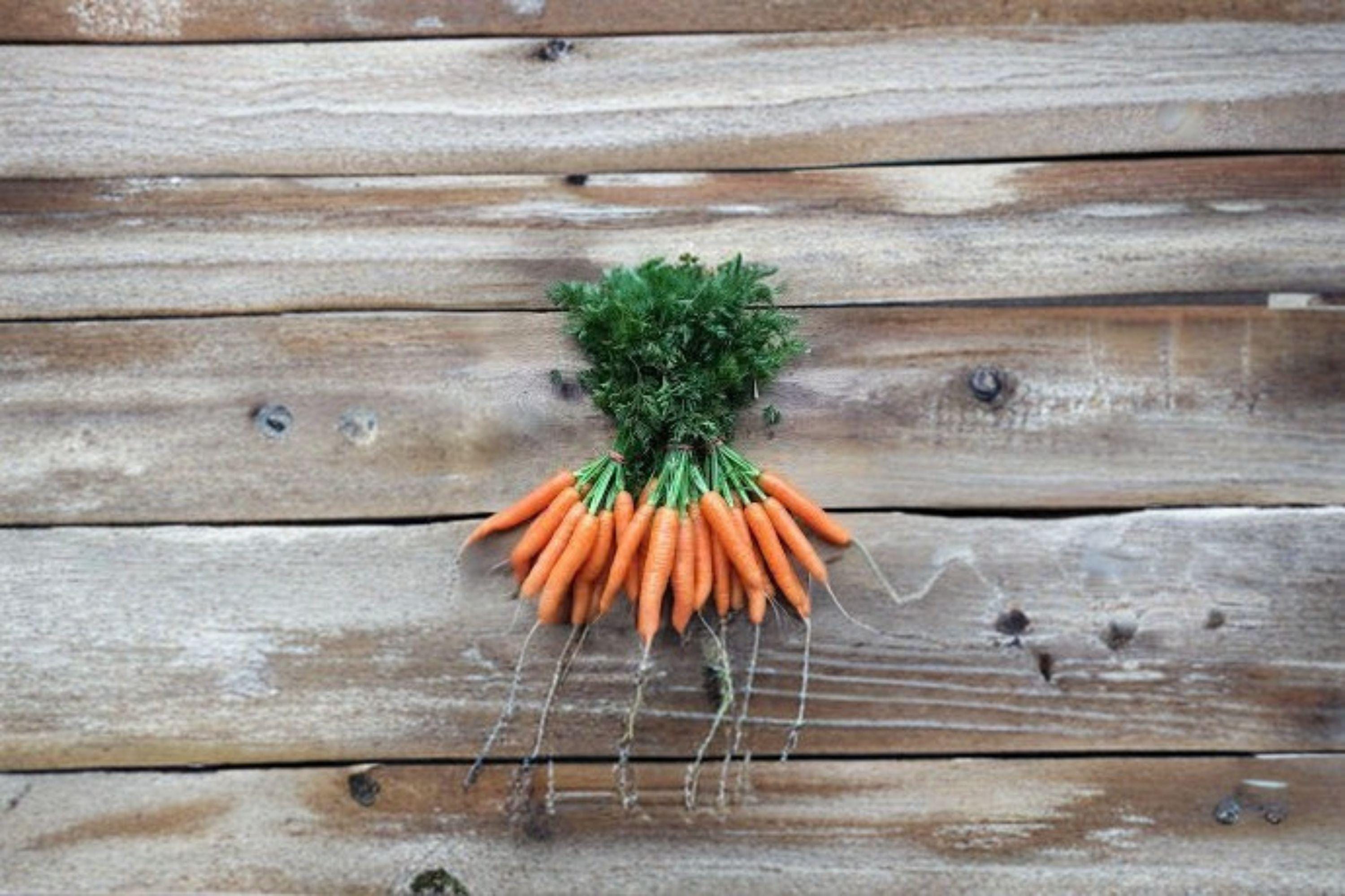 Carrot – Scarlet Nantes 600 Seeds | Heirloom Nantes-Type Carrot | Sweet & Tender | Smooth Coreless Roots