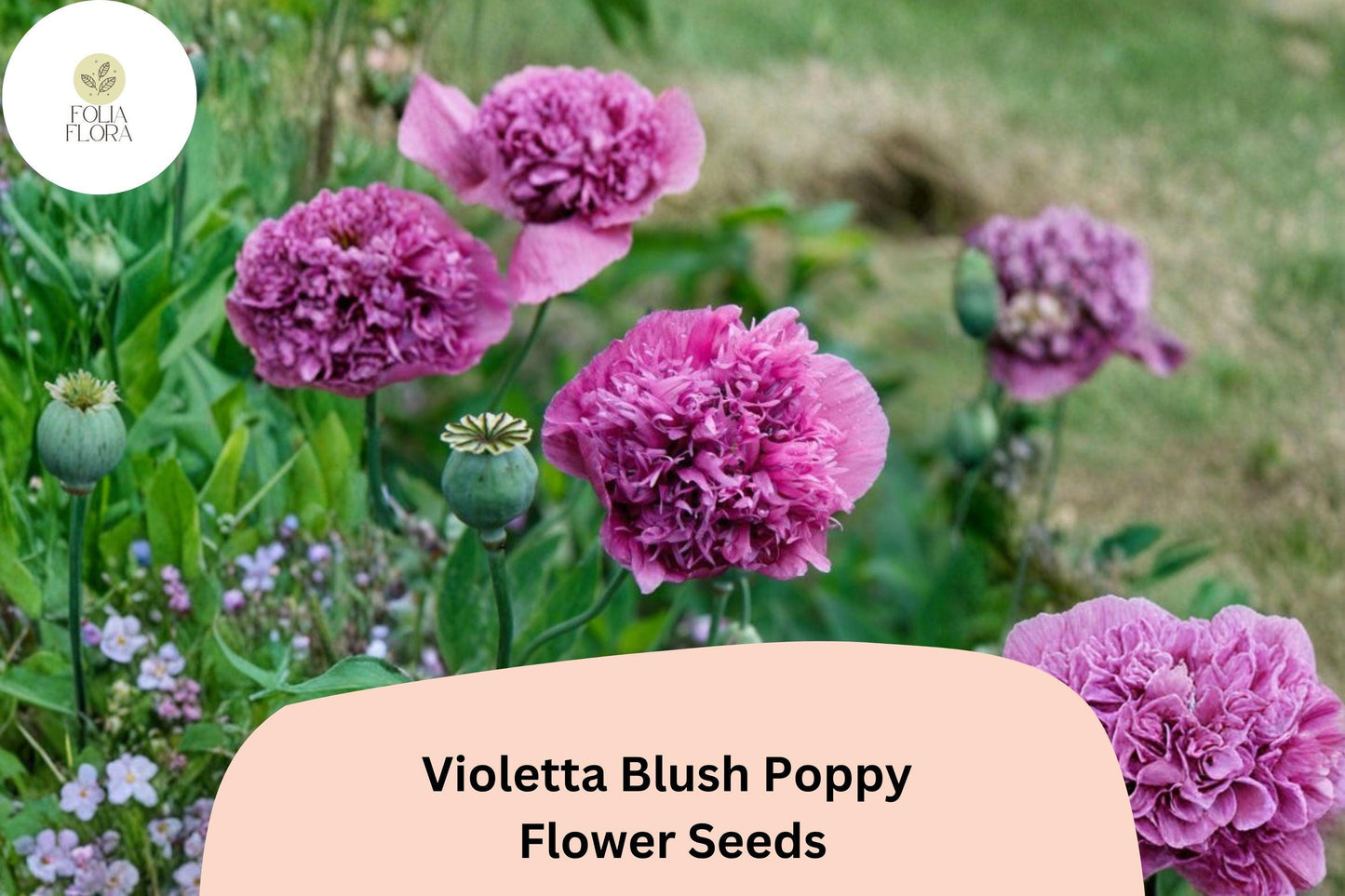 200+ Violetta Blush Poppy Seeds for Garden Planting – Soft Lavender-Pink Blooms, Easy to Grow Annual Wildflower