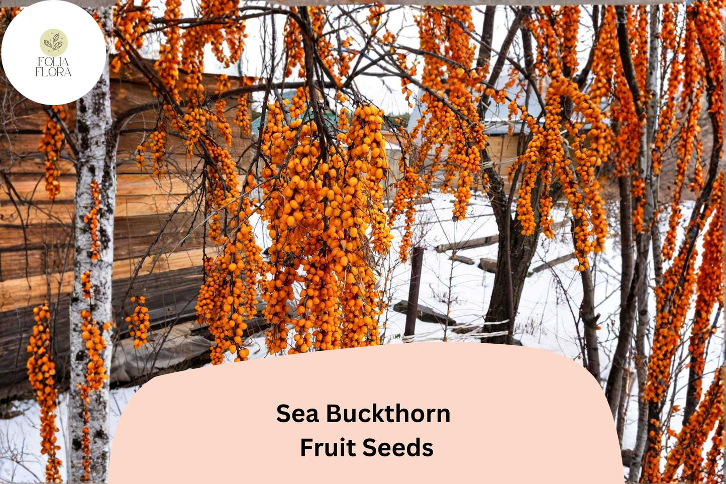 Sea Buckthorn Seeds (Hippophae rhamnoides) | 20 Premium Seeds for Planting | Hardy Shrub with Bright Orange Berries