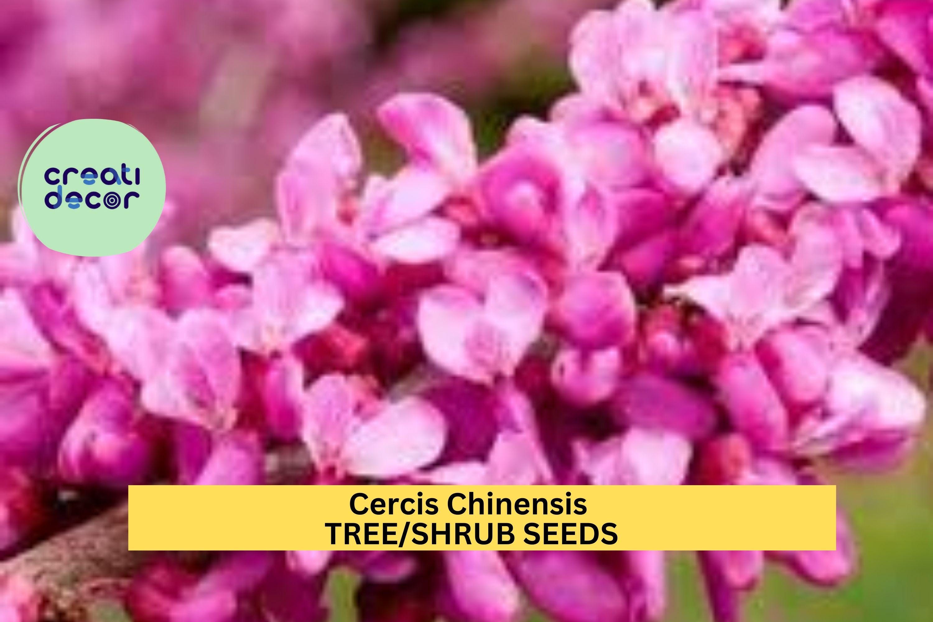3pcs of 10seeds Cercis chinensis – Chinese Redbud Tree Seeds for Planting, Ornamental Flowering Tree with Pink Blossoms Seeds for Planting