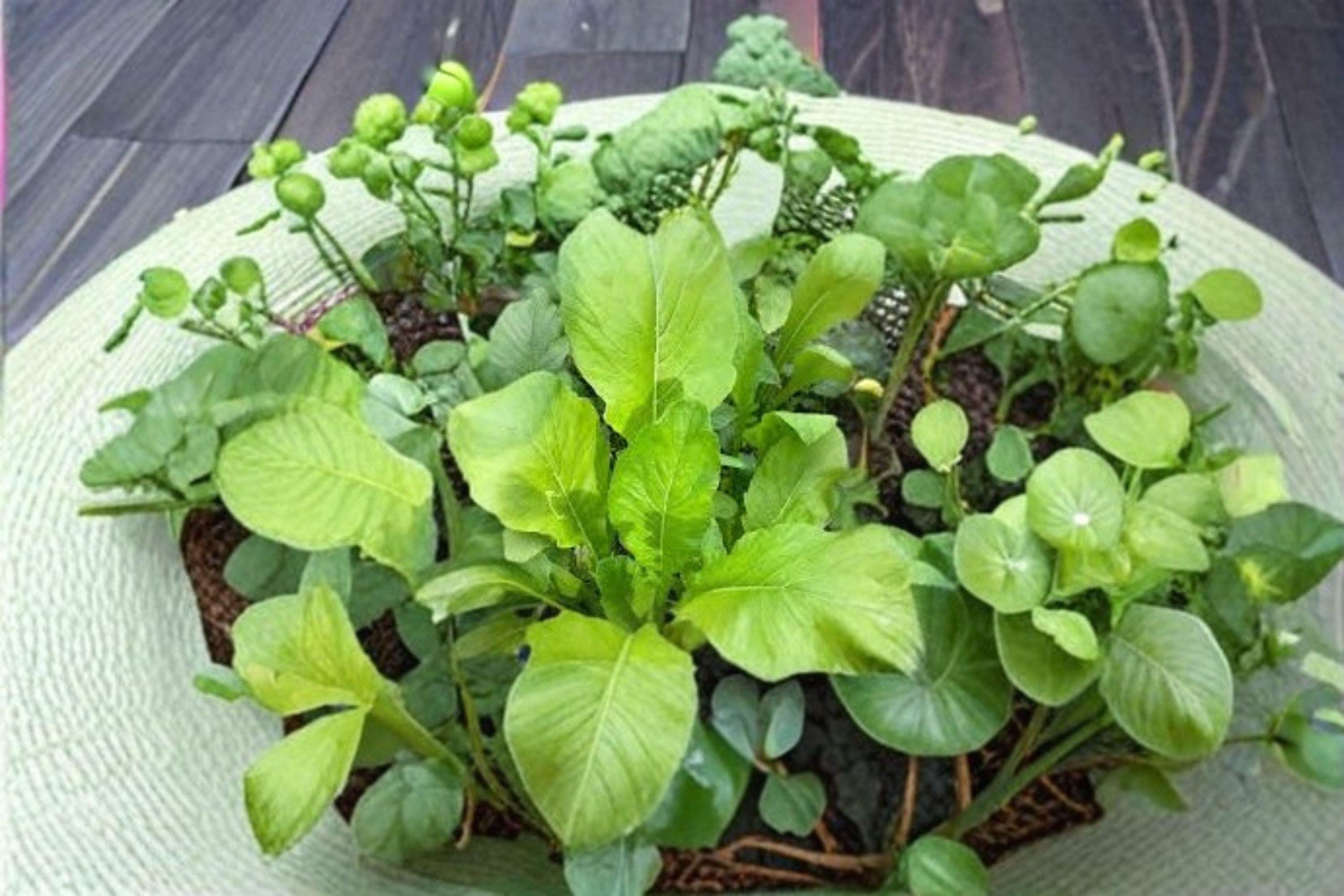 Mustard Green Spinach – Komatsuna Tendergreen 300 Seeds | Japanese Mustard Green | Mild Spinach-Like Flavor | Fast-Growing & Versatile