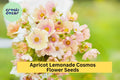 200+ Apricot Lemonade Cosmos Seeds - Rare Pastel Blooms - Easy to Grow Annual for Gardens, Borders & Pollinators