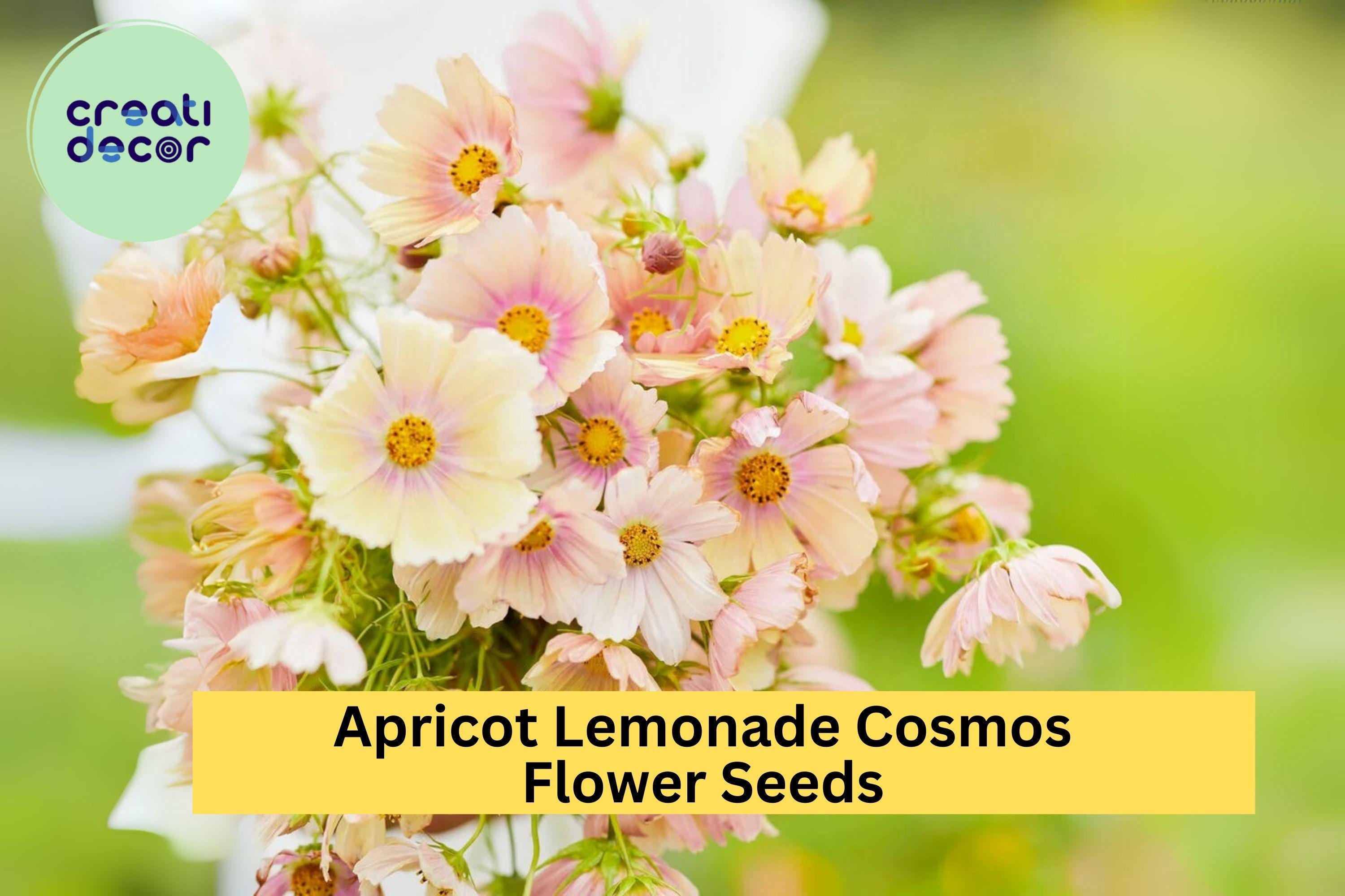 200+ Apricot Lemonade Cosmos Seeds - Rare Pastel Blooms - Easy to Grow Annual for Gardens, Borders & Pollinators