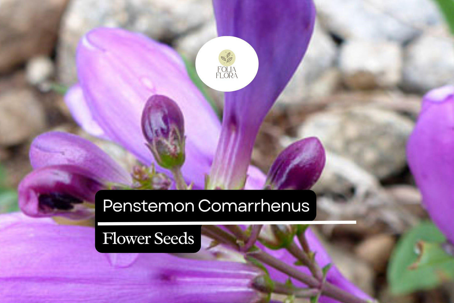 100mg Penstemon Comarrhenus Seeds, Dusty Penstemon, Drought-Tolerant Native Wildflower