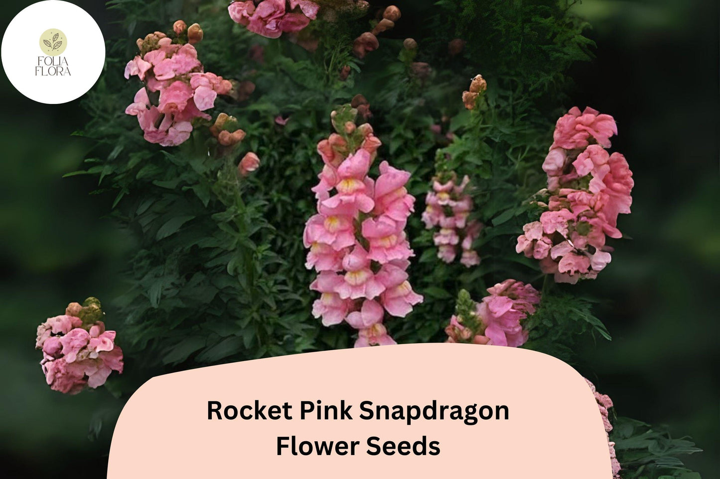 Antirrhinum majus Rocket Pink Snapdragon Seeds – 1000+ Vibrant Pink Blooms for Garden & Cut Flowers