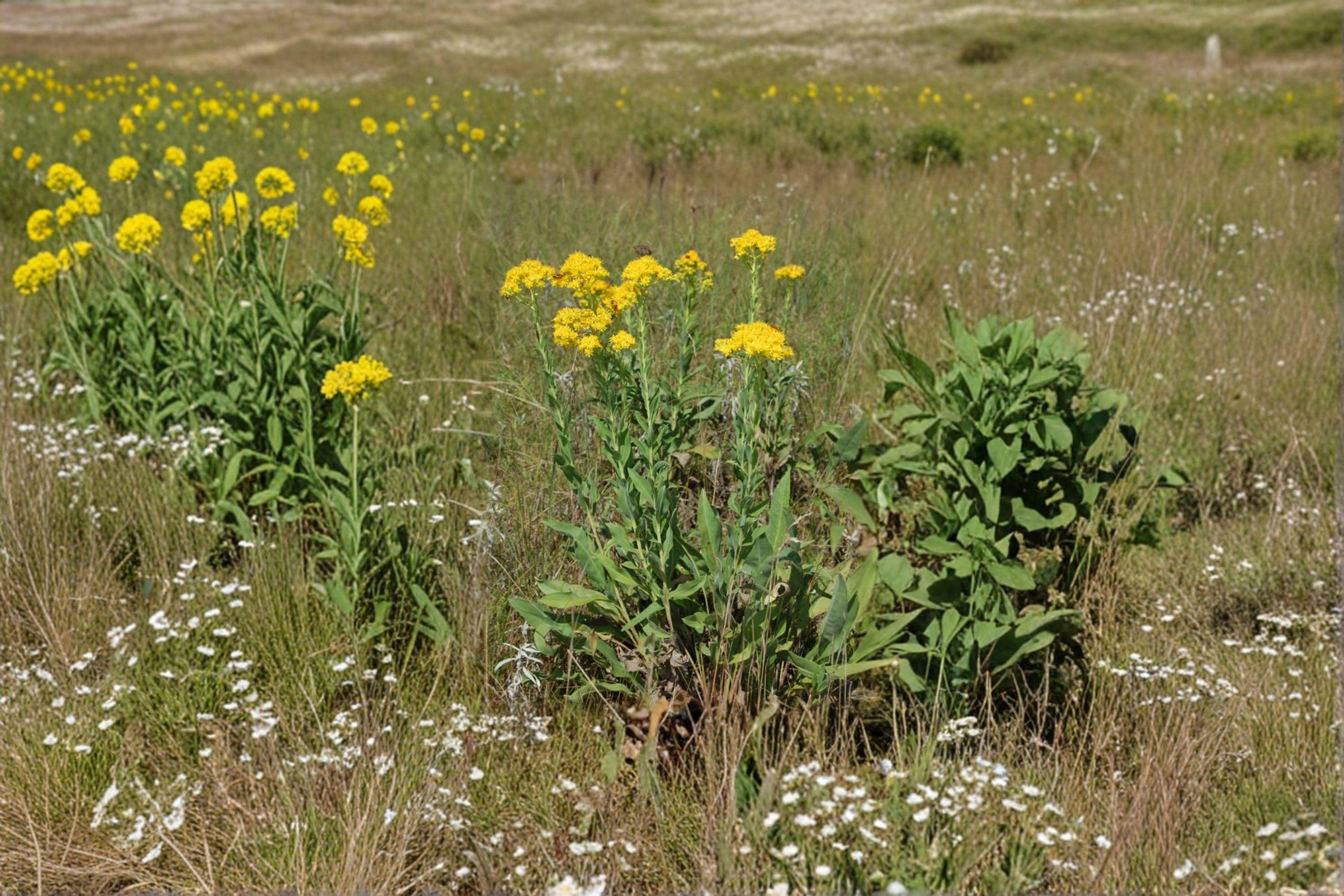 Stiff Goldenrod – Solidago rigida, Native Prairie Perennial | Late-Season Bloomer (100 Seeds)