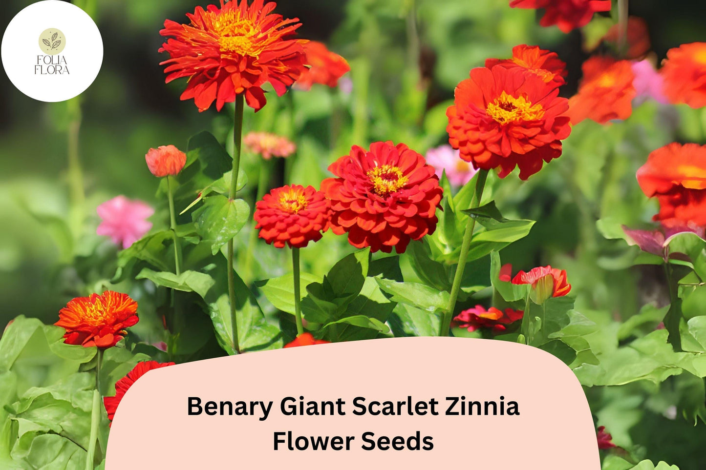 100+ Benary Giant Scarlet Zinnia Seeds – Tall Scarlet-Red Blooms for Cut Flowers & Summer Gardens