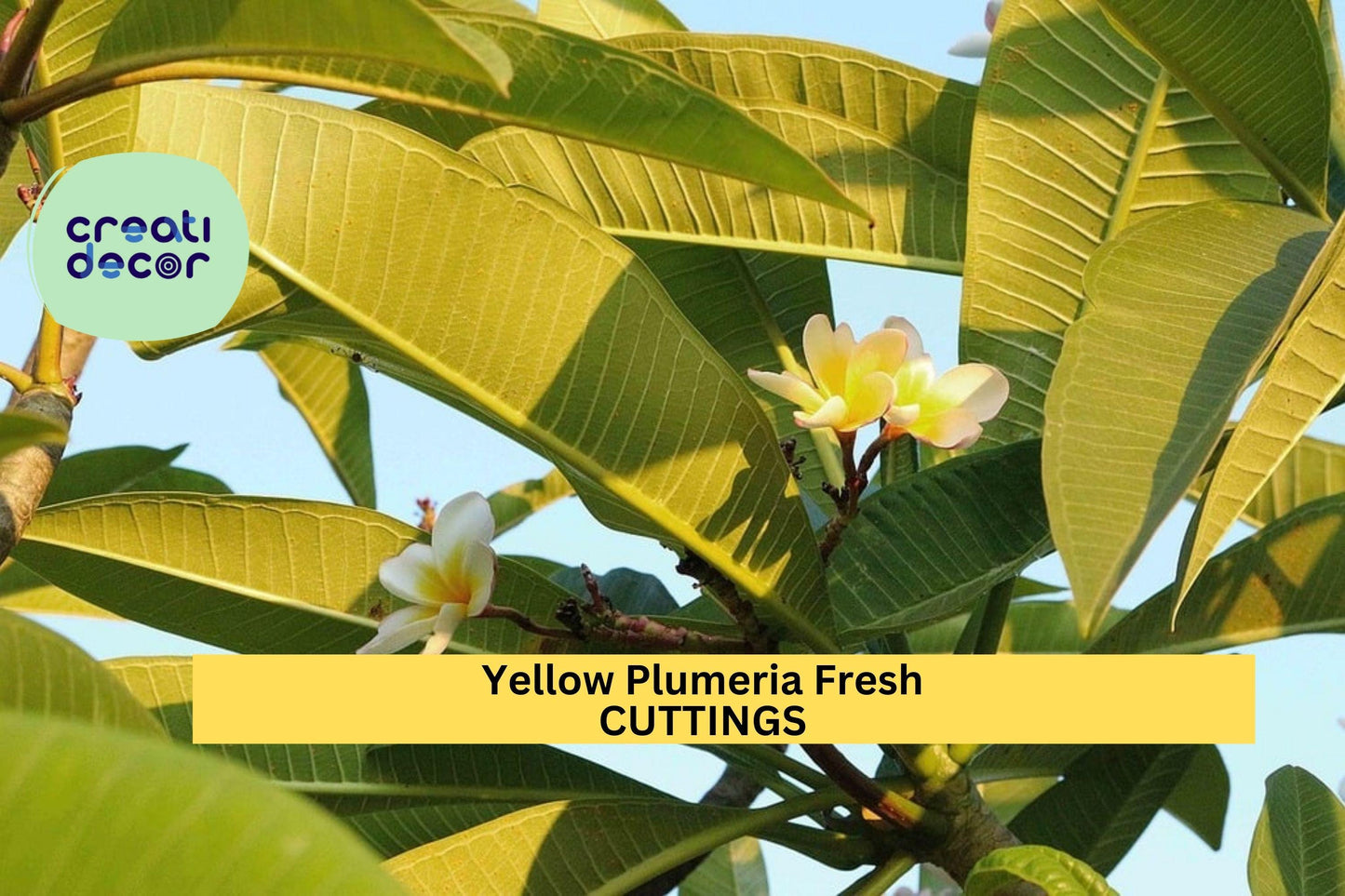 1 Yellow Plumeria Cutting – 10" Fresh Starter Stem with Double Head | Frangipani Tropical Flower for Planting in Pots or Warm Gardens