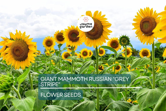 10 Giant Mammoth Russian "Grey Stripe" Sunflower Seeds – Heirloom, Hardy, 10" Flowers, 8-12 ft Tall, USDA Zones 2-11, Pollinator Friendly