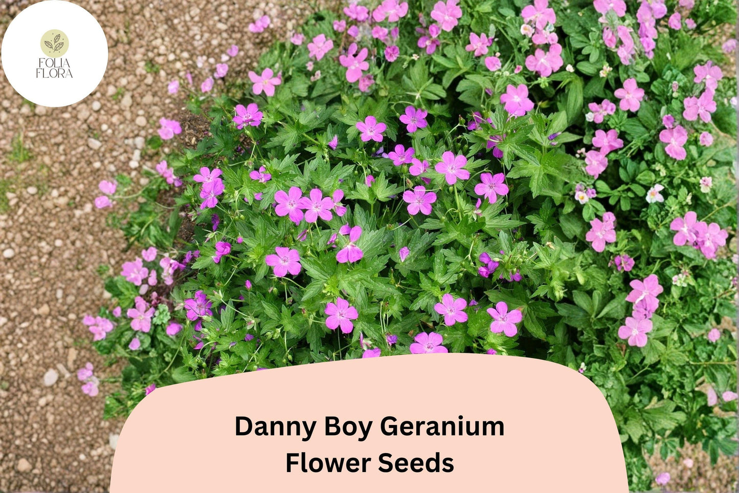 25+ Danny Boy Geranium Seeds | Purple Hardy Cranesbill | Perennial Ground Cover Plant for Garden Borders