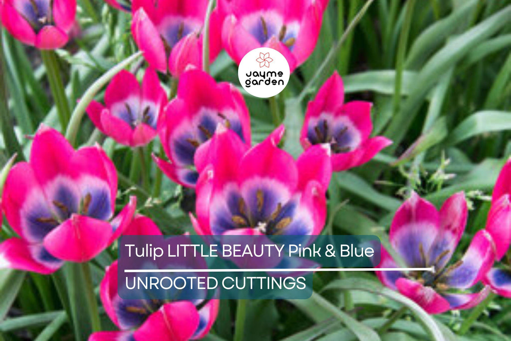 Tulipa ‘Little Beauty’ – 5 Tulip Bulbs, 6" Dwarf Variety, Pink & Blue Blooms, Perennial, Easy to Grow