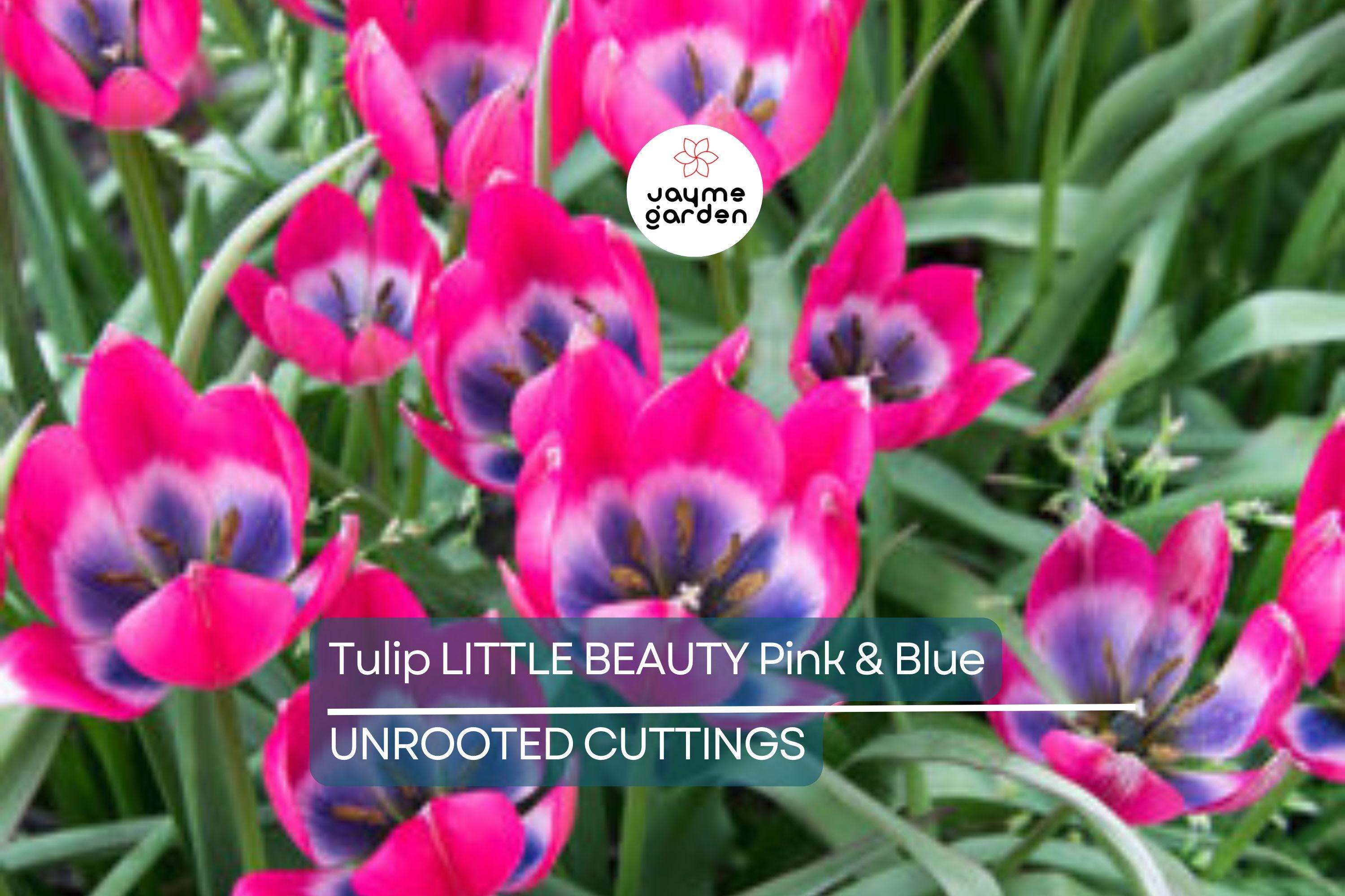 Tulipa ‘Little Beauty’ – 5 Tulip Bulbs, 6" Dwarf Variety, Pink & Blue Blooms, Perennial, Easy to Grow