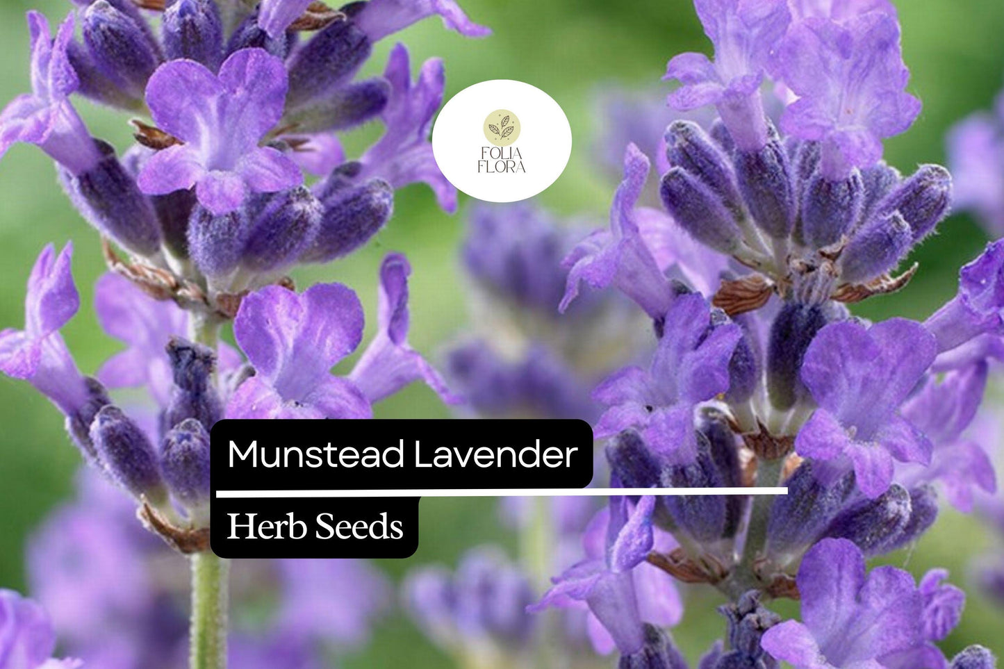 100 Seeds Munstead Lavender (Lavandula angustifolia) – Fragrant, Hardy English Lavender