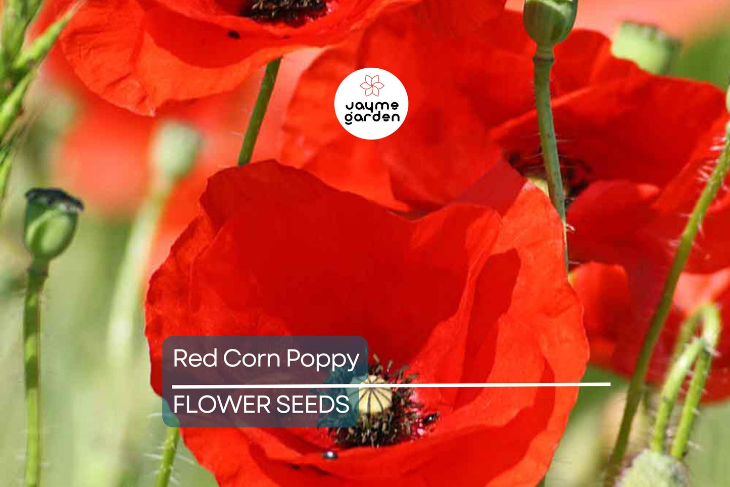 3000 Red Corn Poppy Seeds - Papaver Rhoeas, Bright Red Blooms, Free Shipping