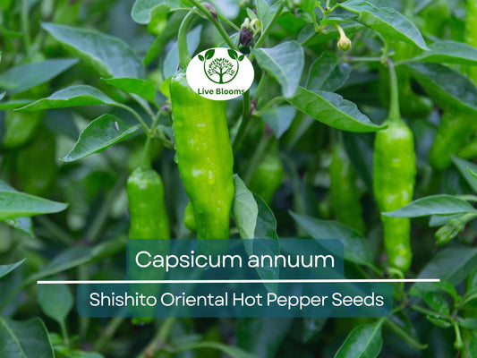 250 mg Seeds Shishito Oriental Hot Pepper – Capsicum annuum | Mildly Spicy Japanese Pepper for Planting, Sautéing & Grillin