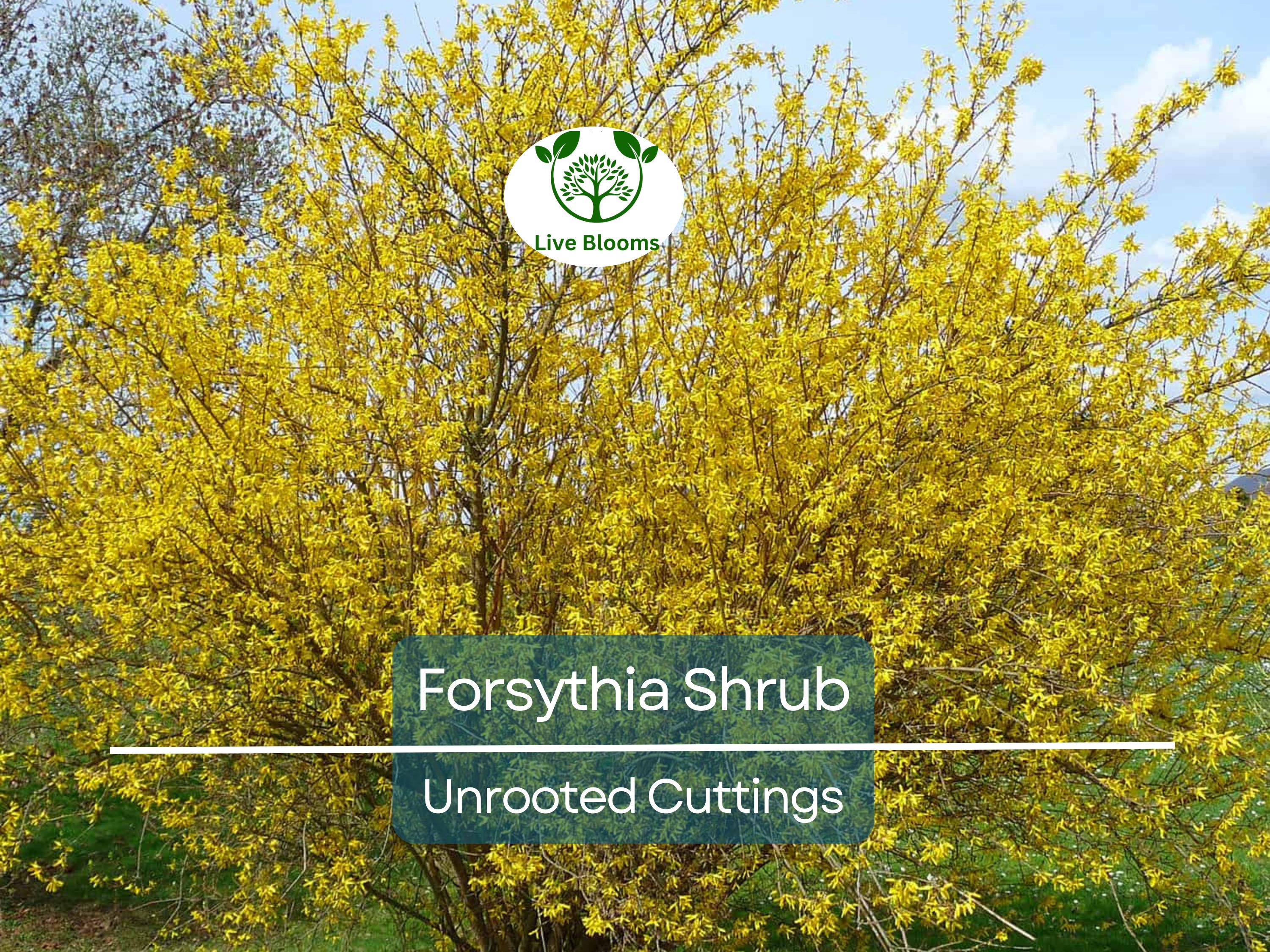 10 Forsythia Unrooted Cuttings (6-8") - Fast Growing Shrub for Rooting - Forsythia x intermedia, Yellow Blooms, Decorative Garden Plant