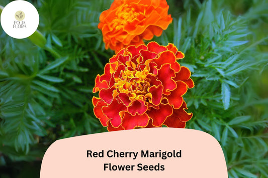 25+ Red Cherry Marigold Seeds | Tagetes patula | Bright Red French Marigold Flowers | Annual Garden Blooms | Easy to Grow Seeds