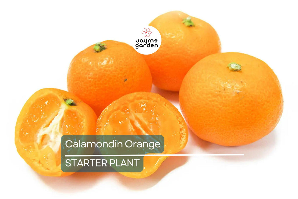 Calamondin Orange Tree Seedling | Self-Pollinating | 4-6" Tall | Potted | Zones 8-11