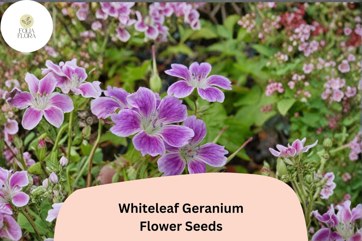 25+ Whiteleaf Geranium Seeds | Purple Cranesbill Perennial | Hardy Garden Flower Seeds