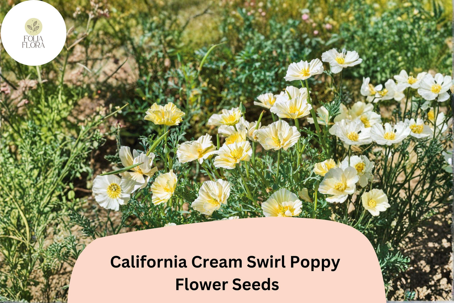 200+ California Cream Swirl Poppy Seeds | Eschscholzia californica | Creamy White & Yellow Blooms | Easy Wildflower Seeds